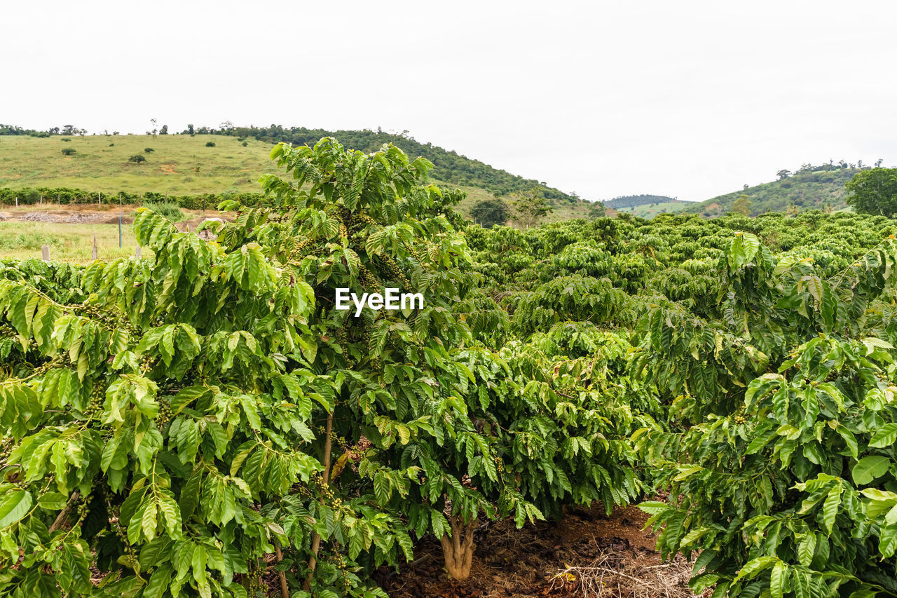 SCENIC VIEW OF VINEYARD AGAINST SKY