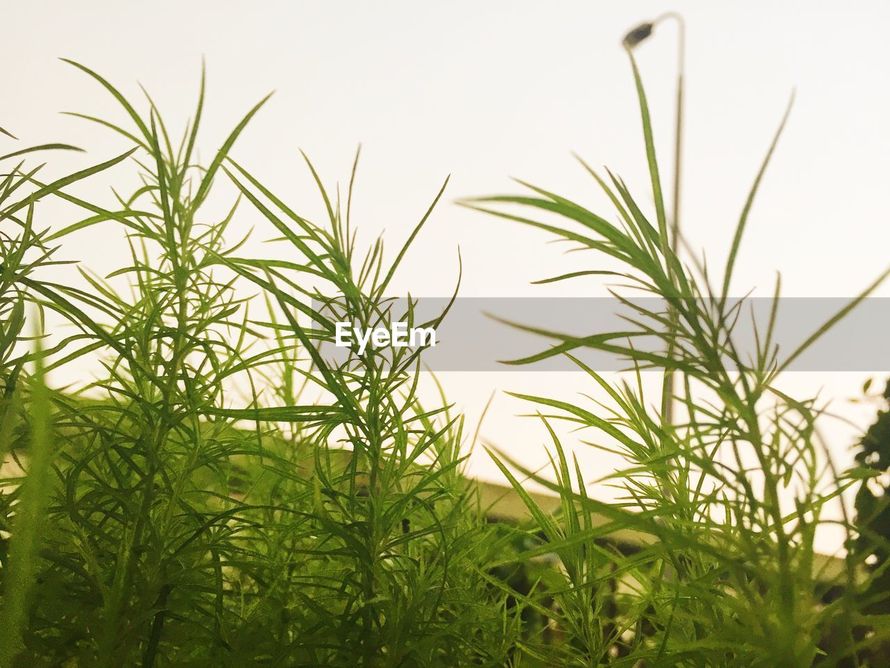 TREES GROWING IN FIELD