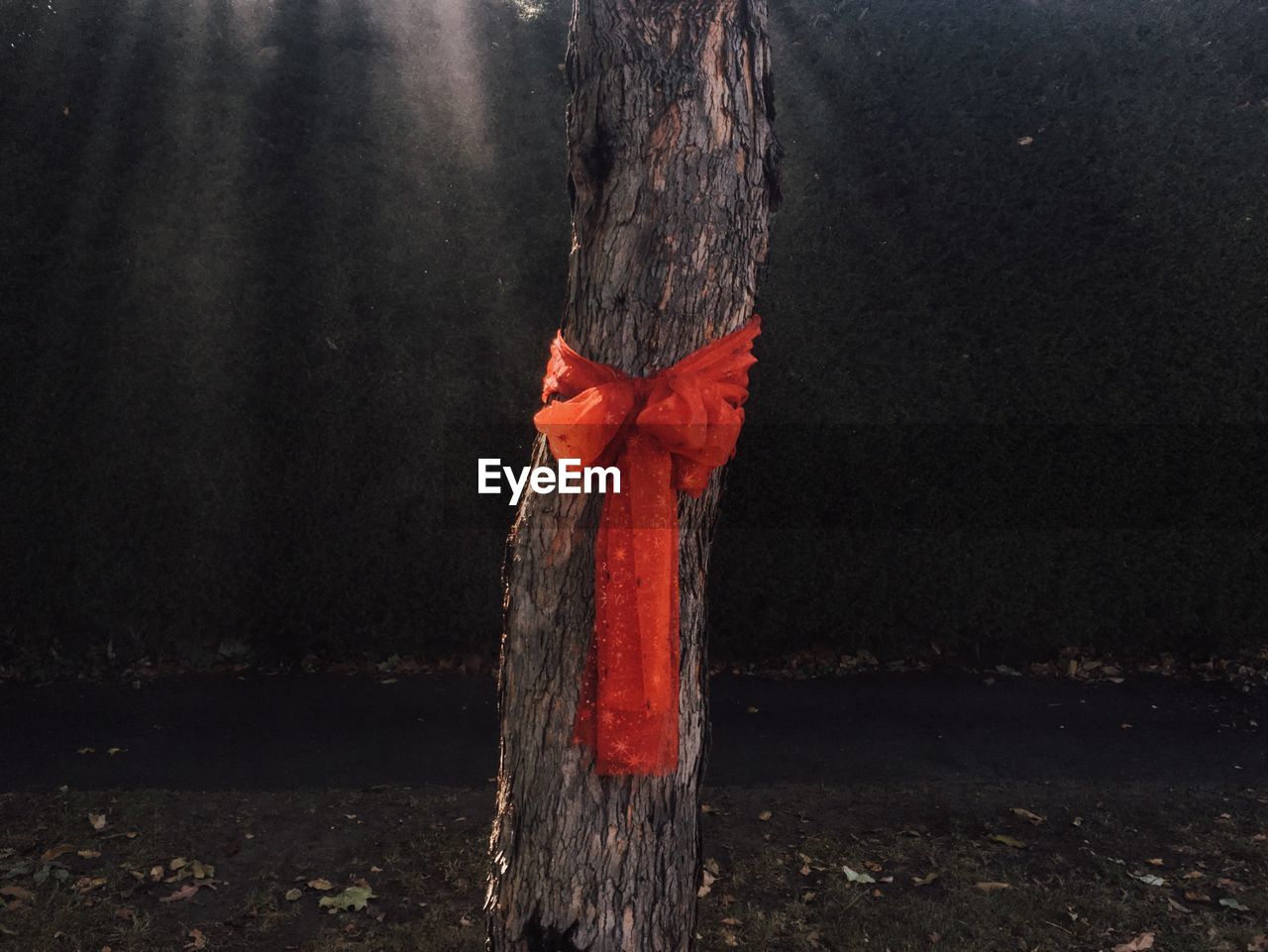 Red cloth tied to tree trunk