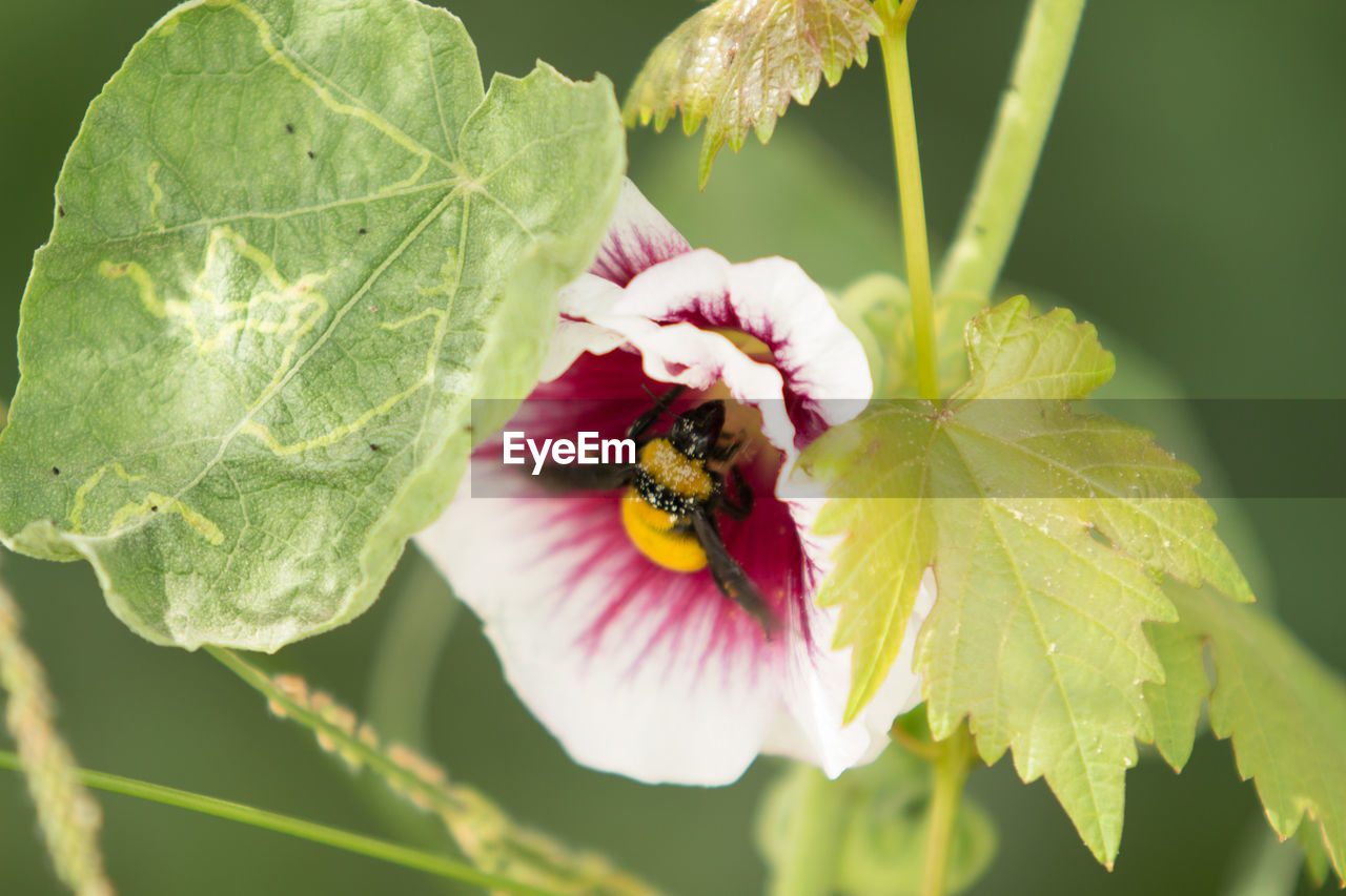 BEE POLLINATING ON FLOWER