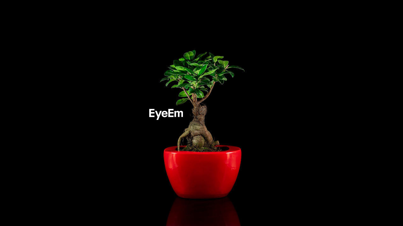Close-up of potted bonsai tree plant in red pot against black background