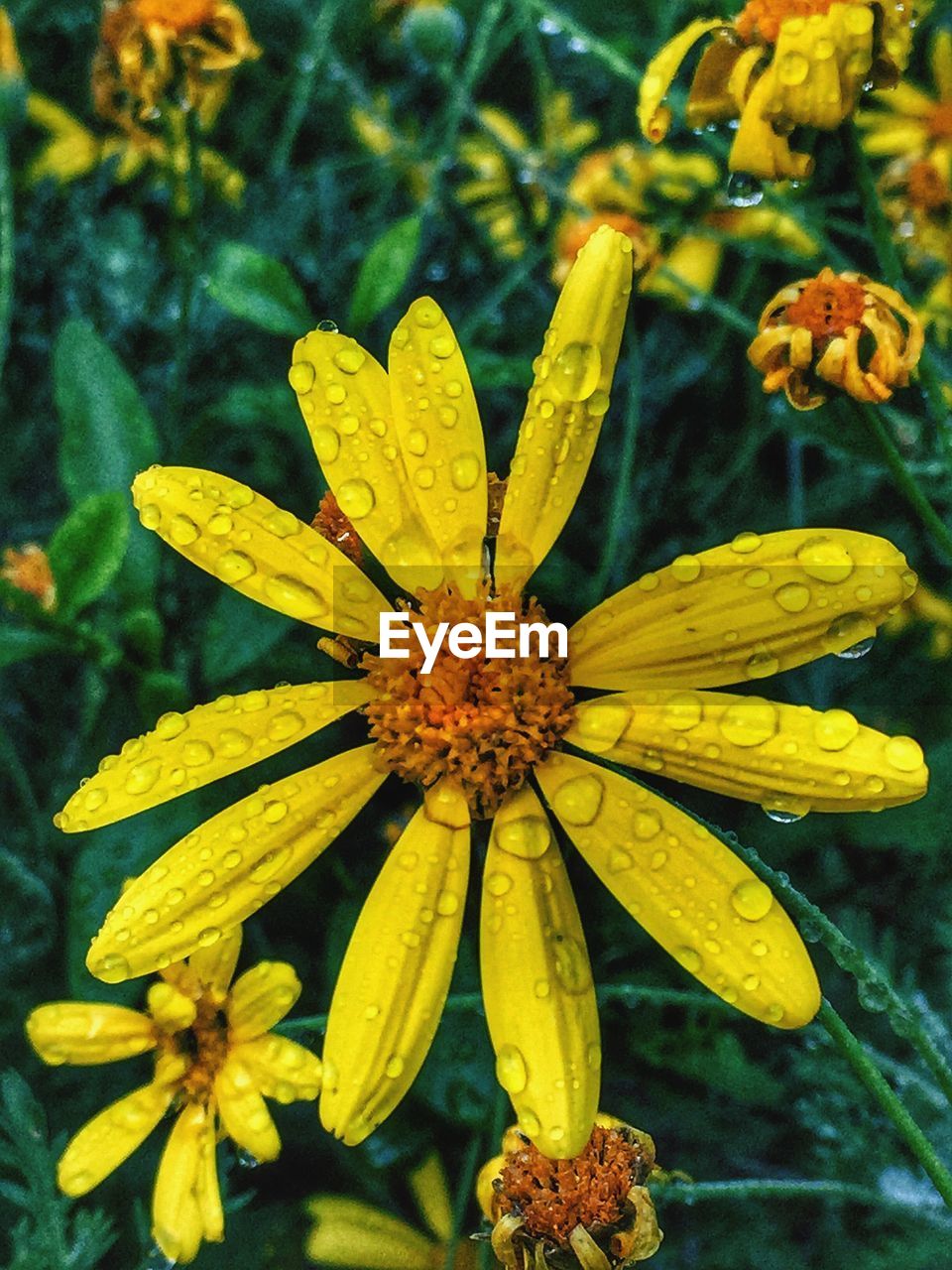 CLOSE-UP OF YELLOW FLOWERS