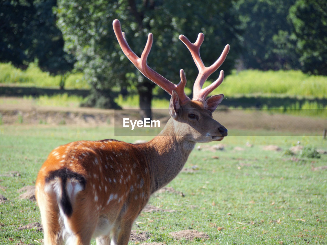 DEER STANDING ON A FIELD