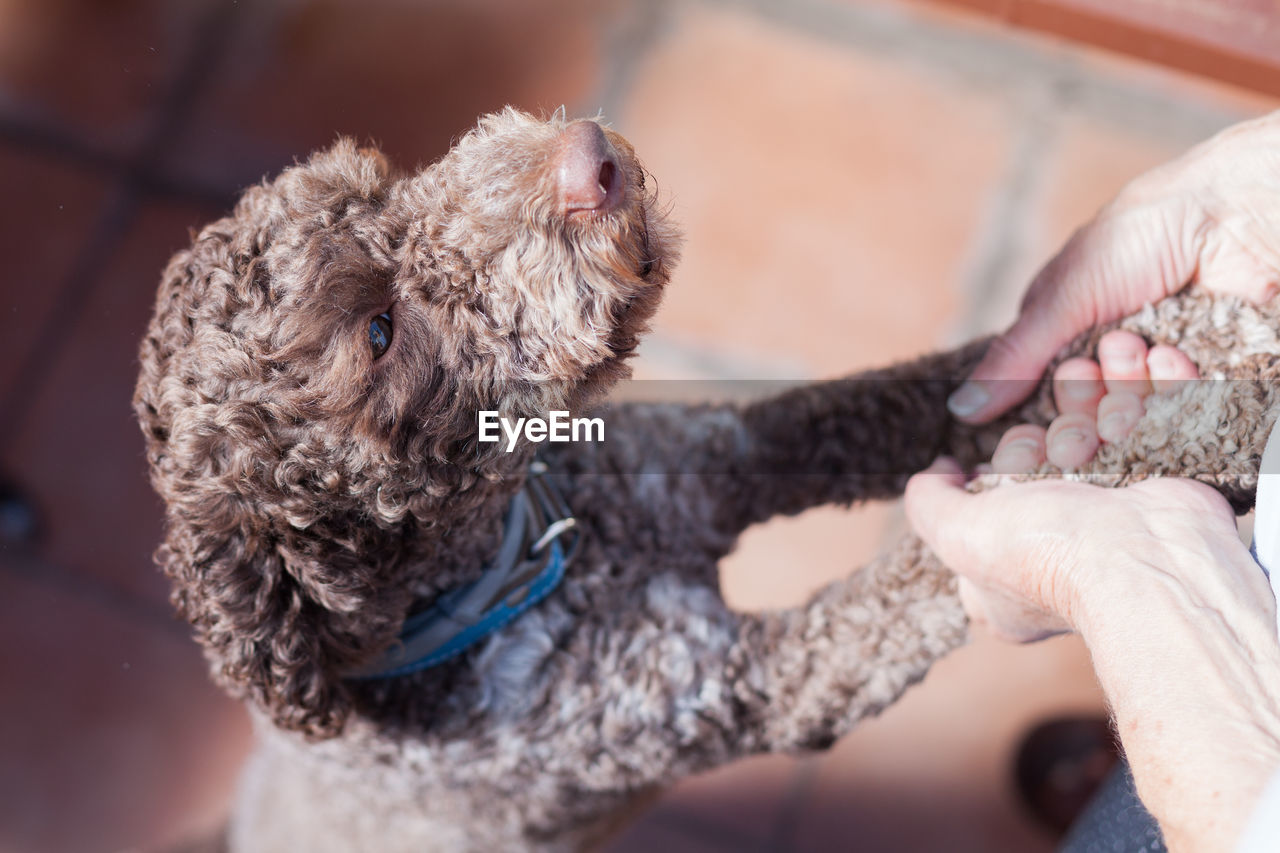 Midsection of man playing with dog