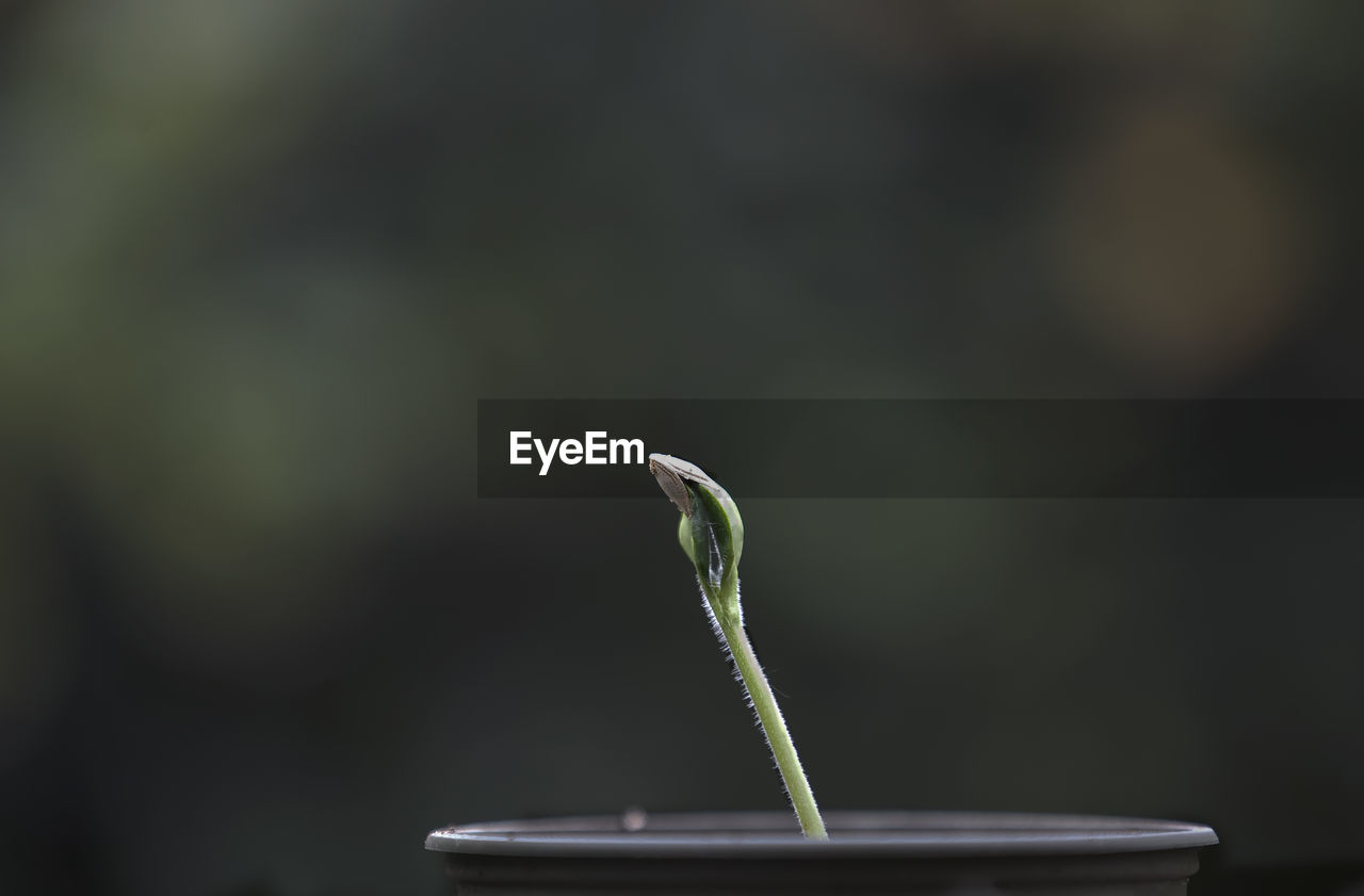 Close-up of young plant against blurred background