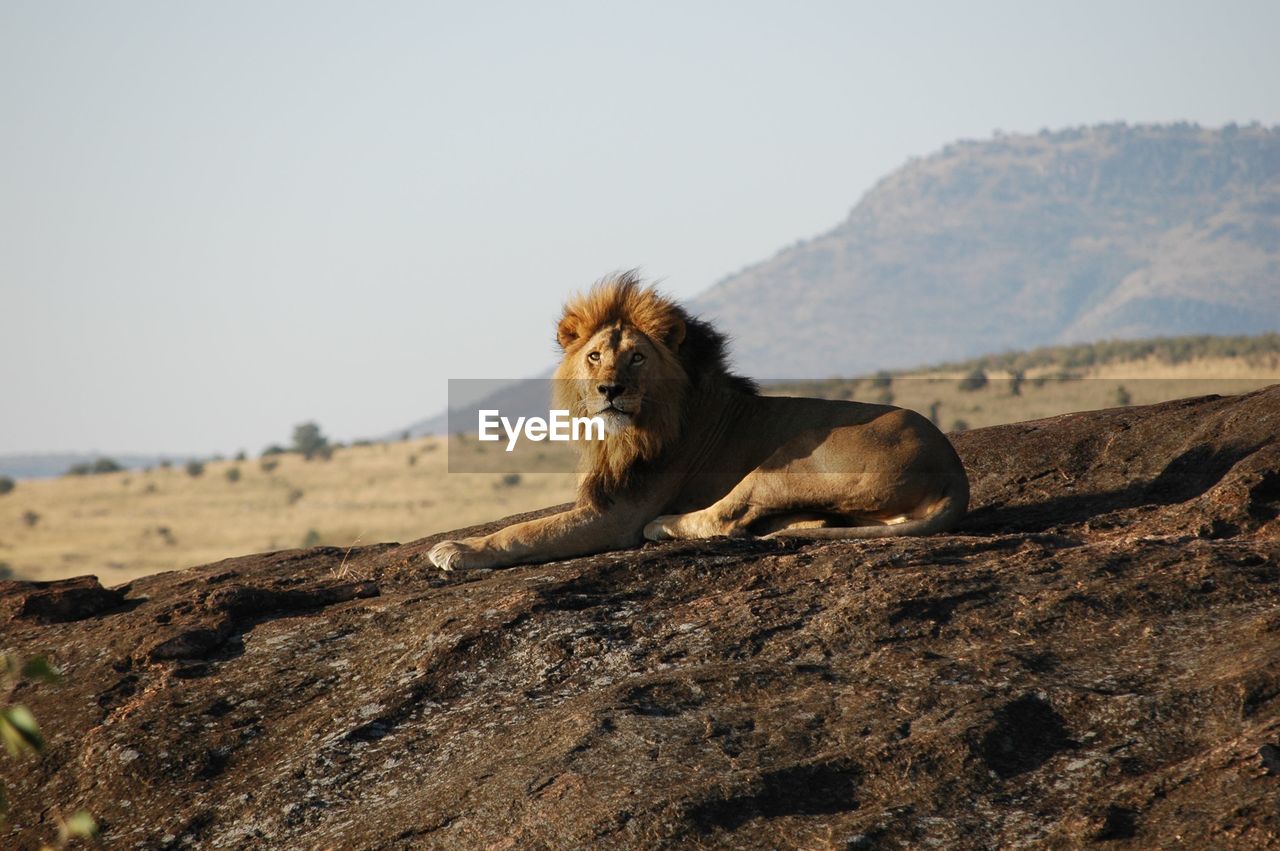 Lion sitting on field against sky 