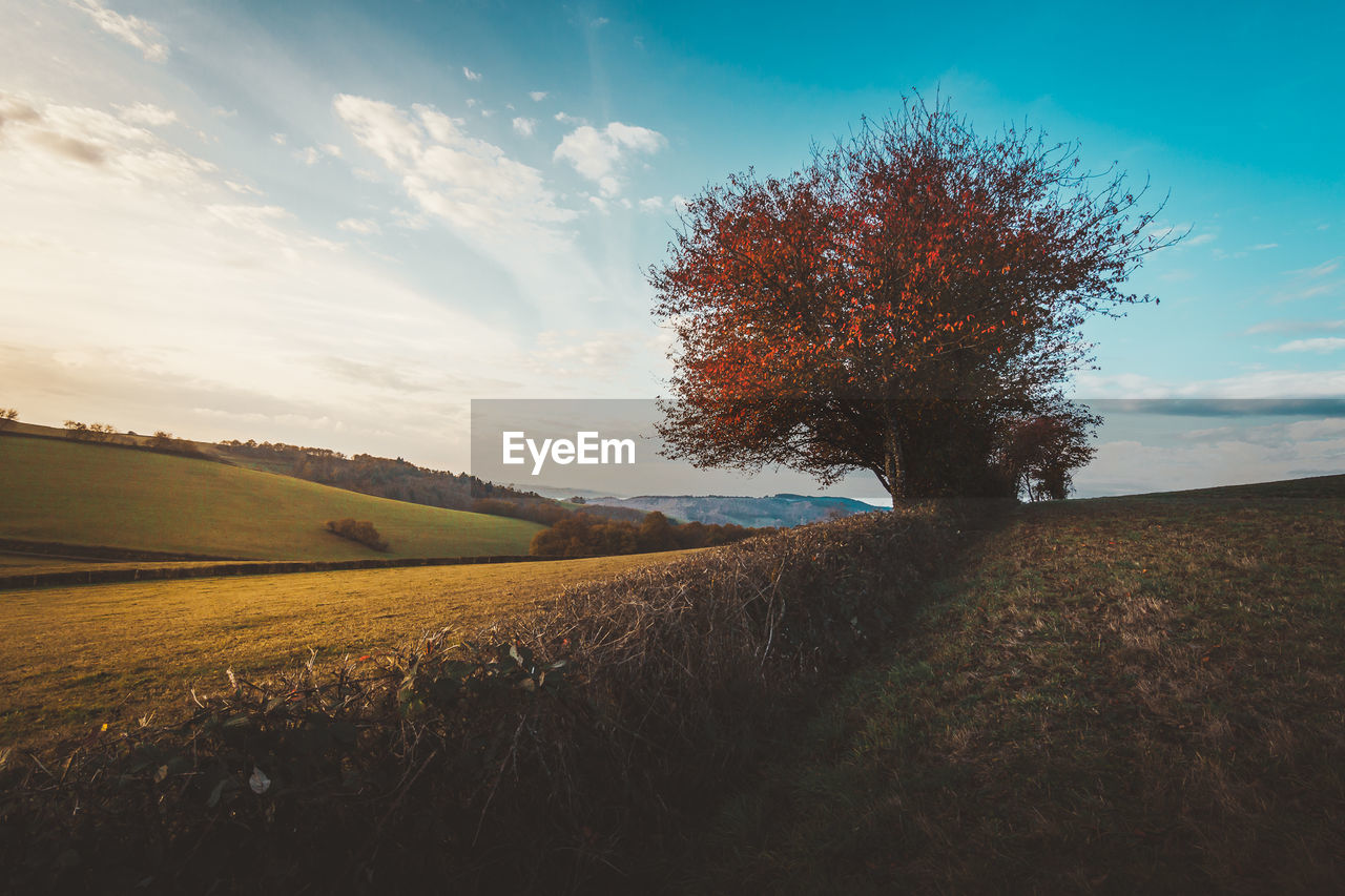 SCENIC VIEW OF LAND AGAINST SKY