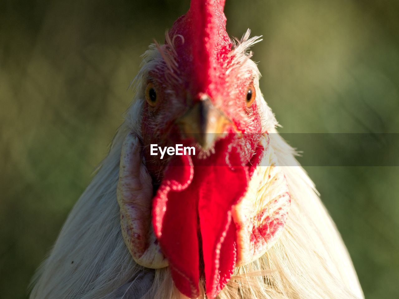 animal themes, animal, bird, red, livestock, chicken, domestic animals, rooster, close-up, one animal, beak, pet, comb, mammal, animal body part, animal head, agriculture, cockerel, portrait, nature, no people, focus on foreground, domesticated turkey, animal's crest, outdoors