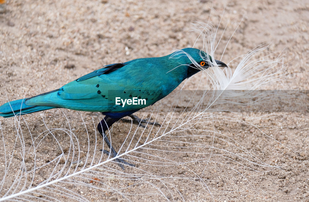 Close-up of bluebird-bird