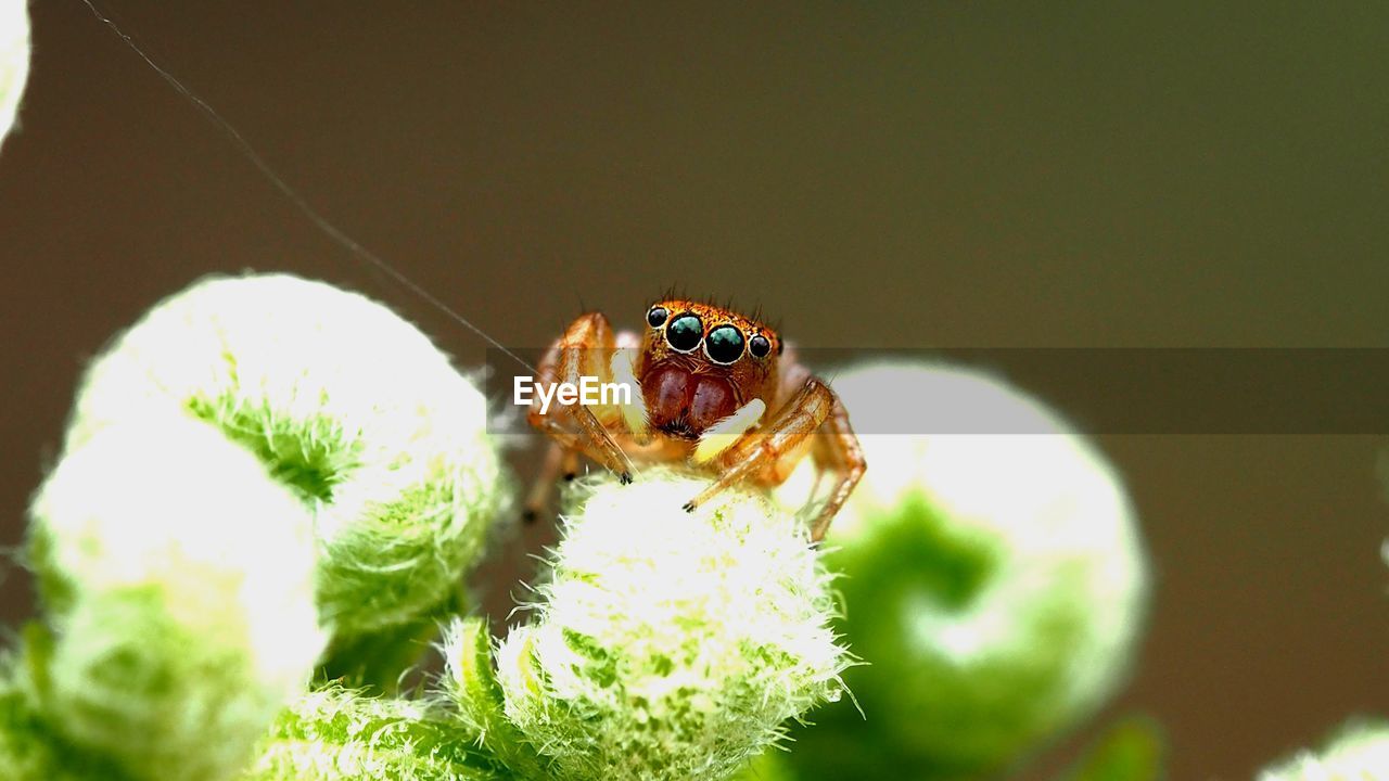 Close-up of jumping spider pollinating on flower