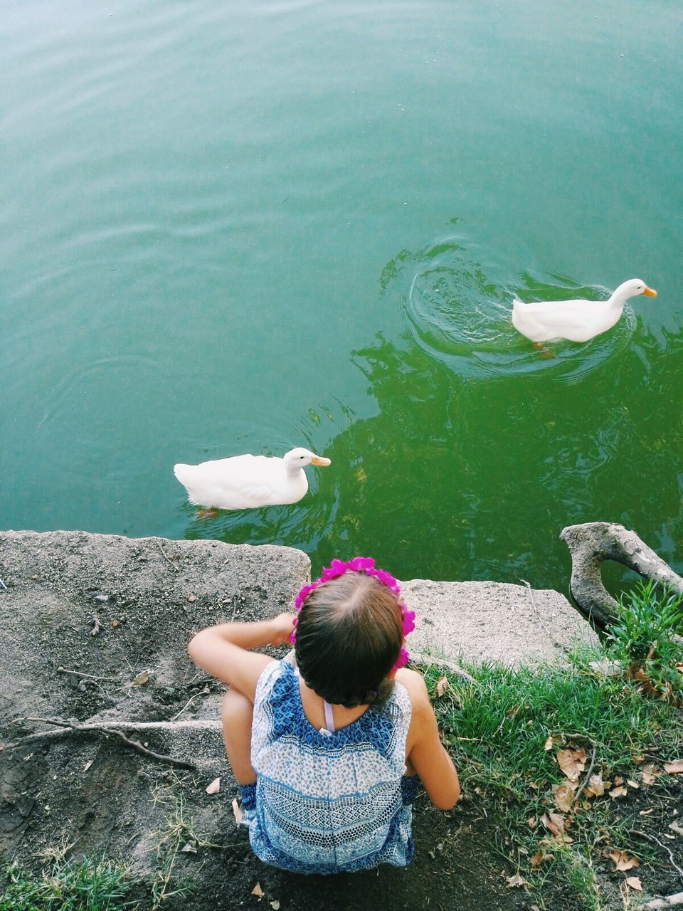 High angle view of girl crouching at lakeshore looking at white ducks