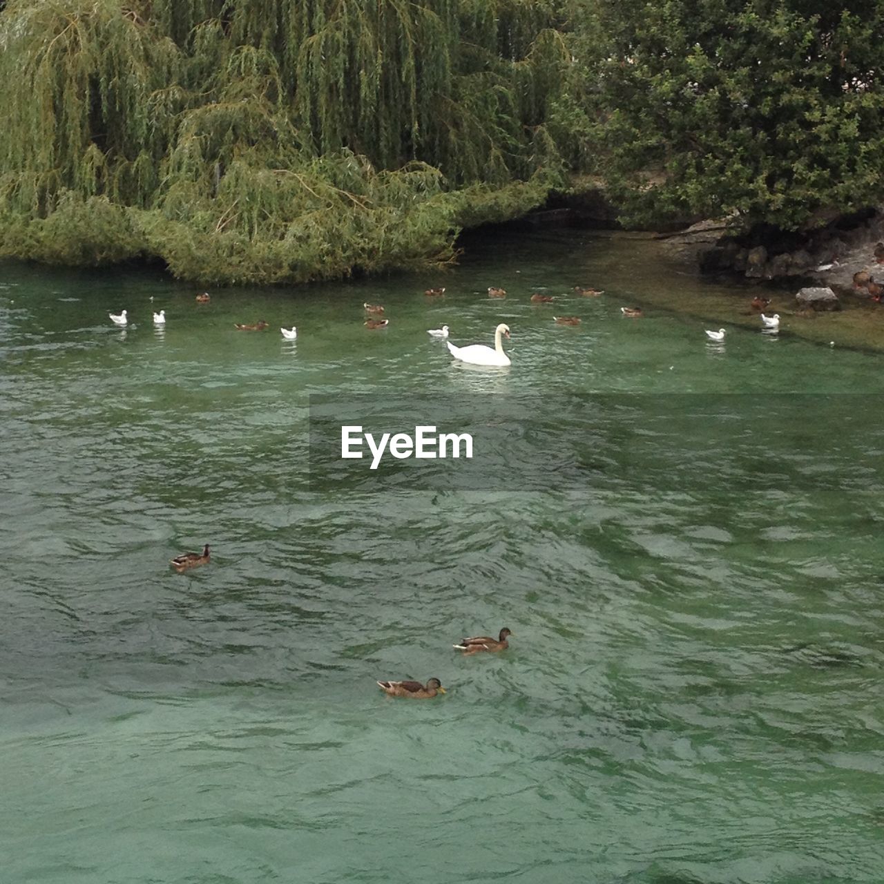 DUCKS SWIMMING IN LAKE