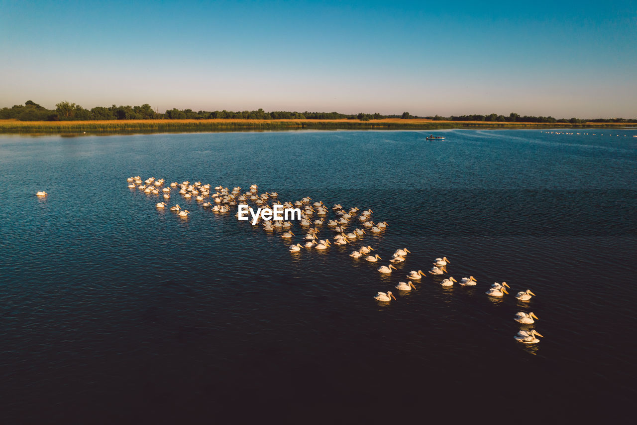 High angle view of pelicans on a lake