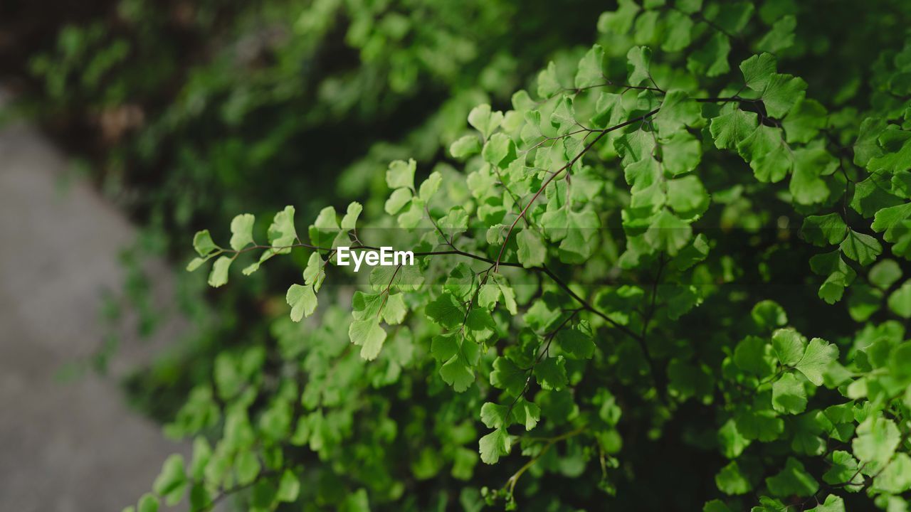 CLOSE-UP OF GREEN PLANT