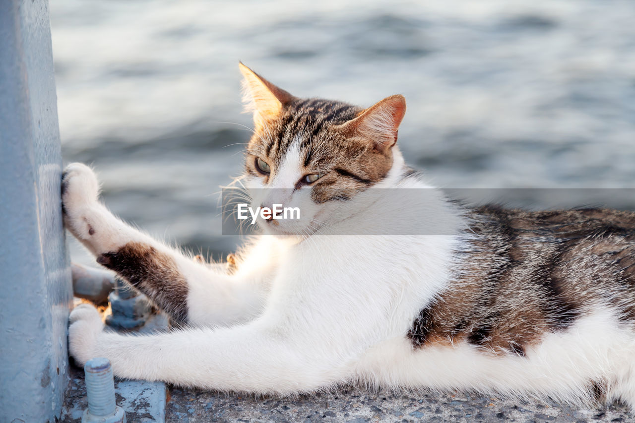 Cute grey white street cat resting by the sea in istanbul, turkey. animal portrait.