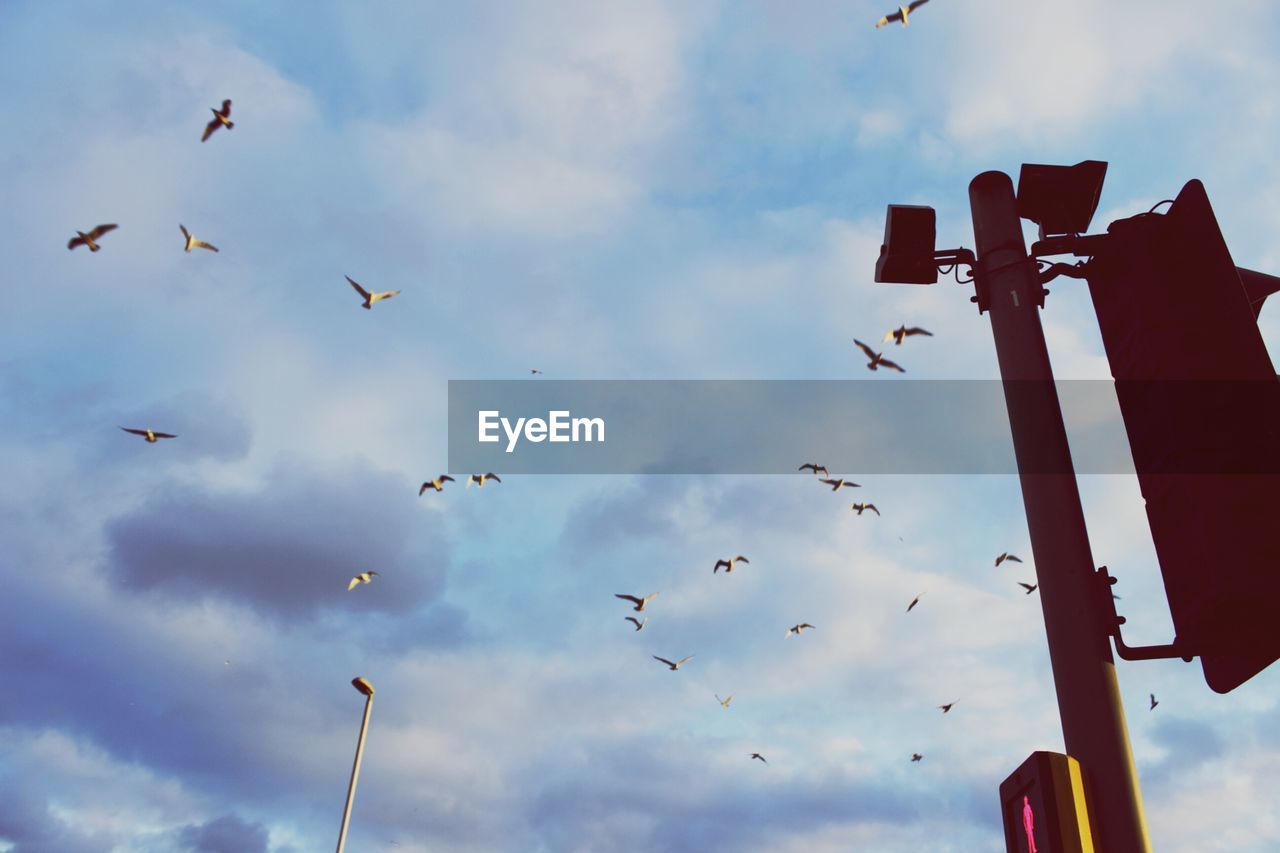 LOW ANGLE VIEW OF BIRDS FLYING IN SKY