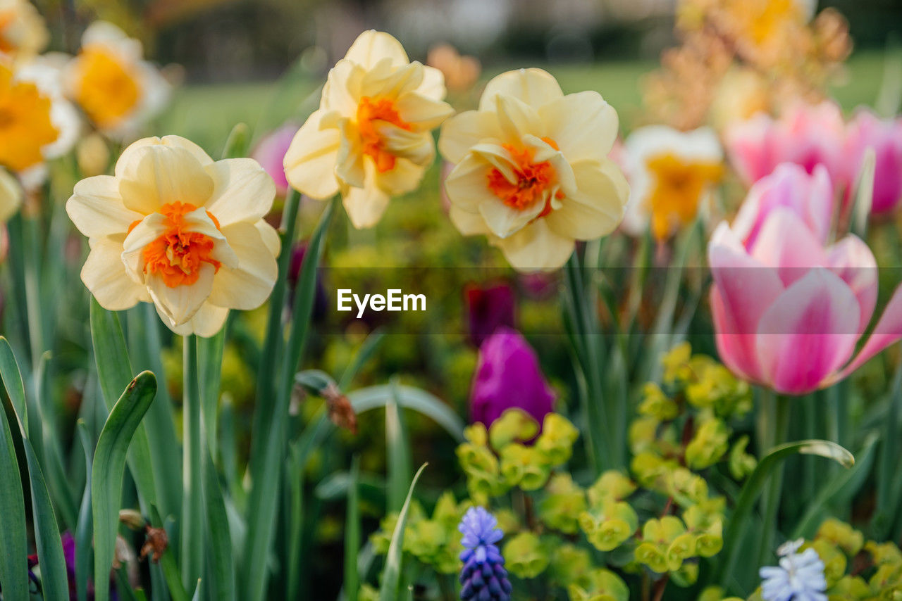 flower, flowering plant, plant, beauty in nature, freshness, nature, multi colored, close-up, flower head, pink, petal, springtime, ornamental garden, fragility, no people, plant part, yellow, garden, inflorescence, leaf, focus on foreground, outdoors, summer, flowerbed, blossom, botany, growth, tulip, vibrant color, plant bulb, sunlight, grass, day, green, daffodil, landscape, selective focus, flower arrangement