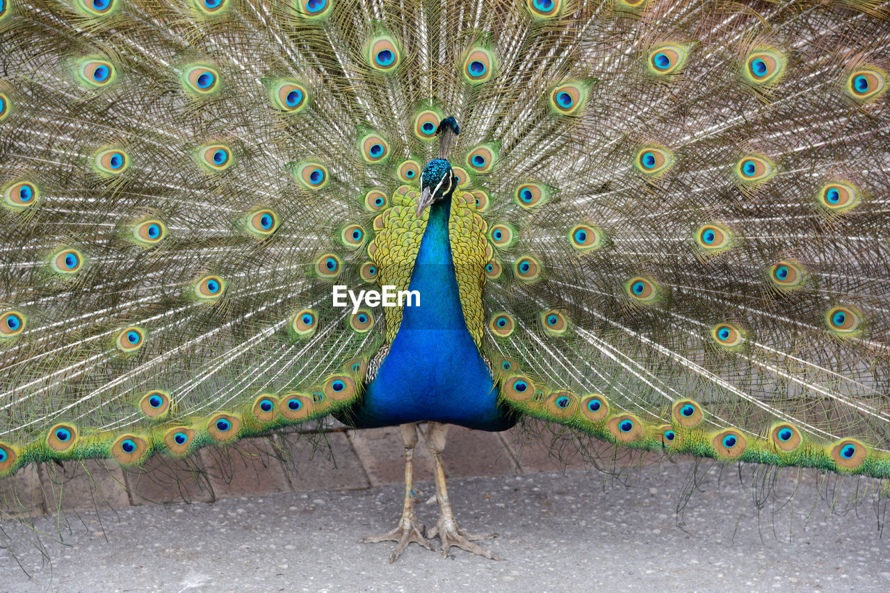 Peacock with fanned out feathers