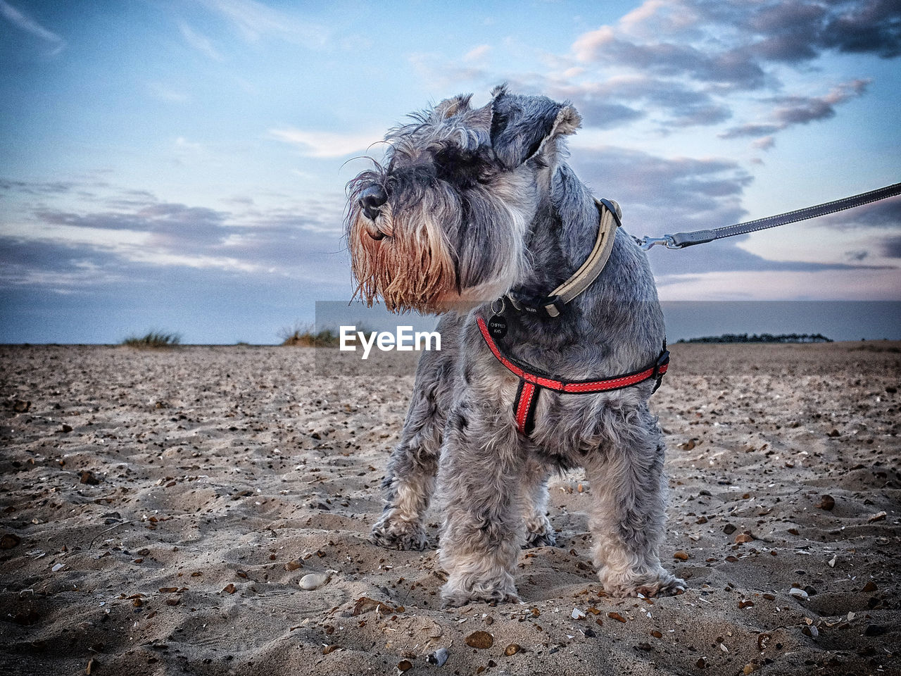 Dog standing at beach against sky