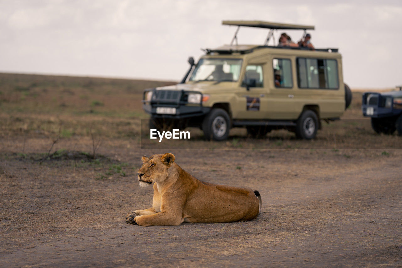 lioness sitting on field