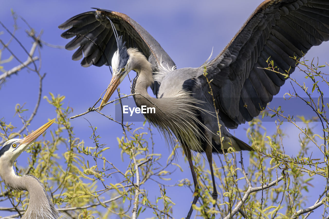 Low angle view of great blue heron landing on nest with nesting material 