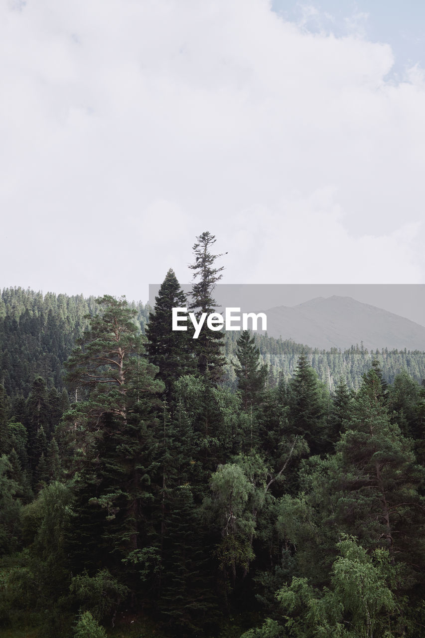 Pine trees in forest against sky
