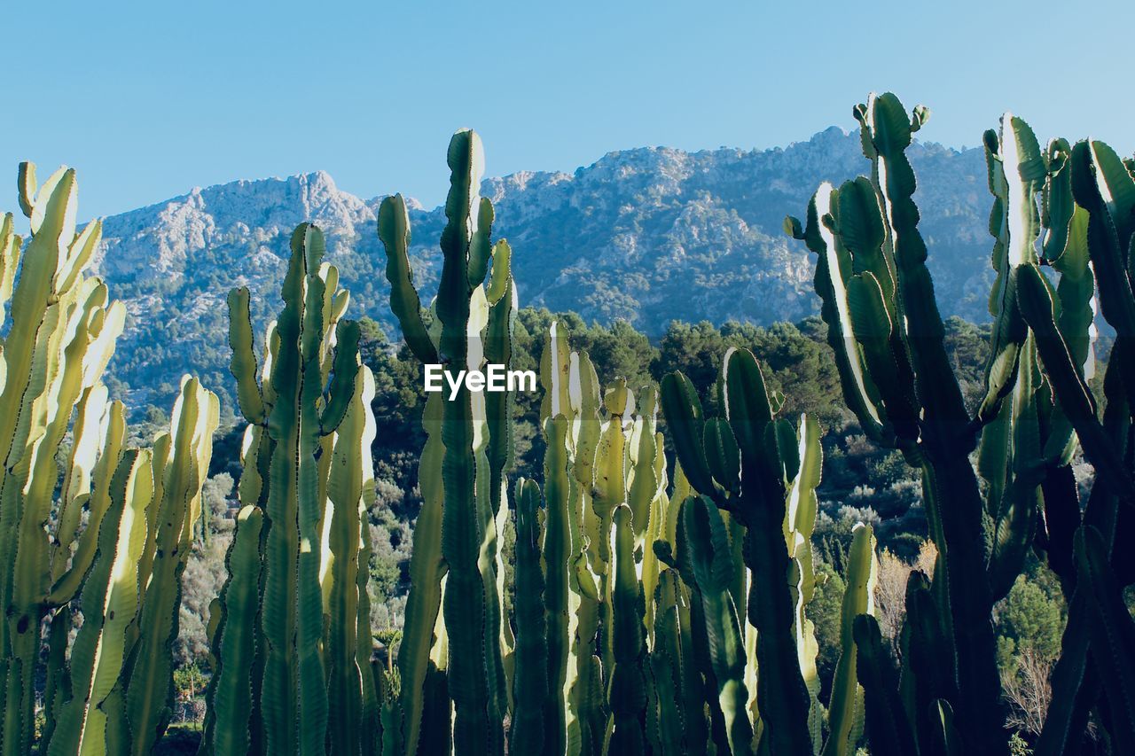 Cactus plants growing on field against sky