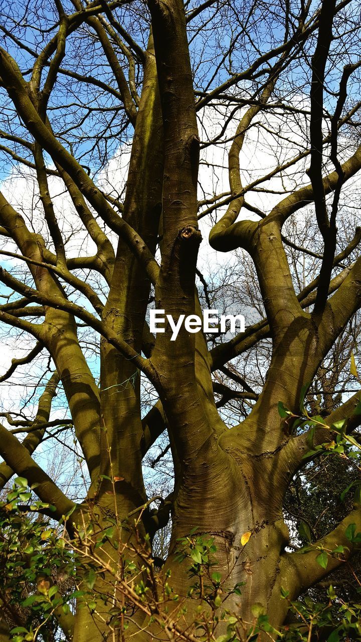 LOW ANGLE VIEW OF TREES AGAINST SKY