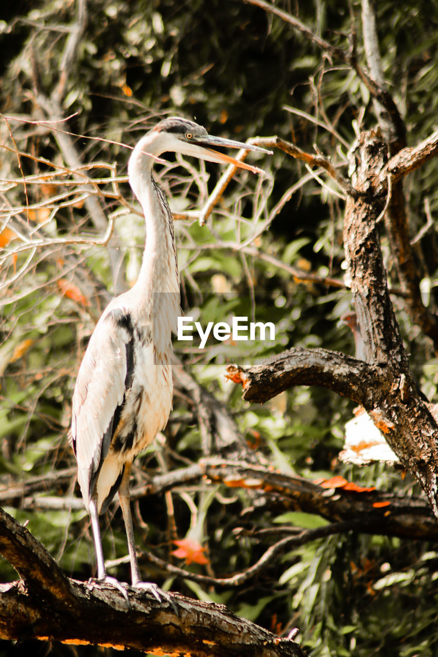 Close-up of bird perching on tree