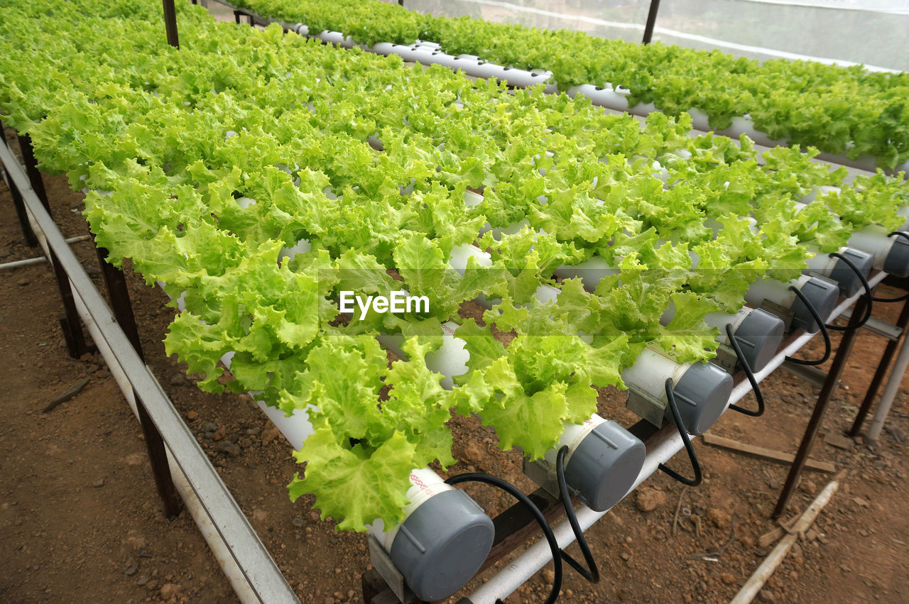 HIGH ANGLE VIEW OF PLANTS IN FARM