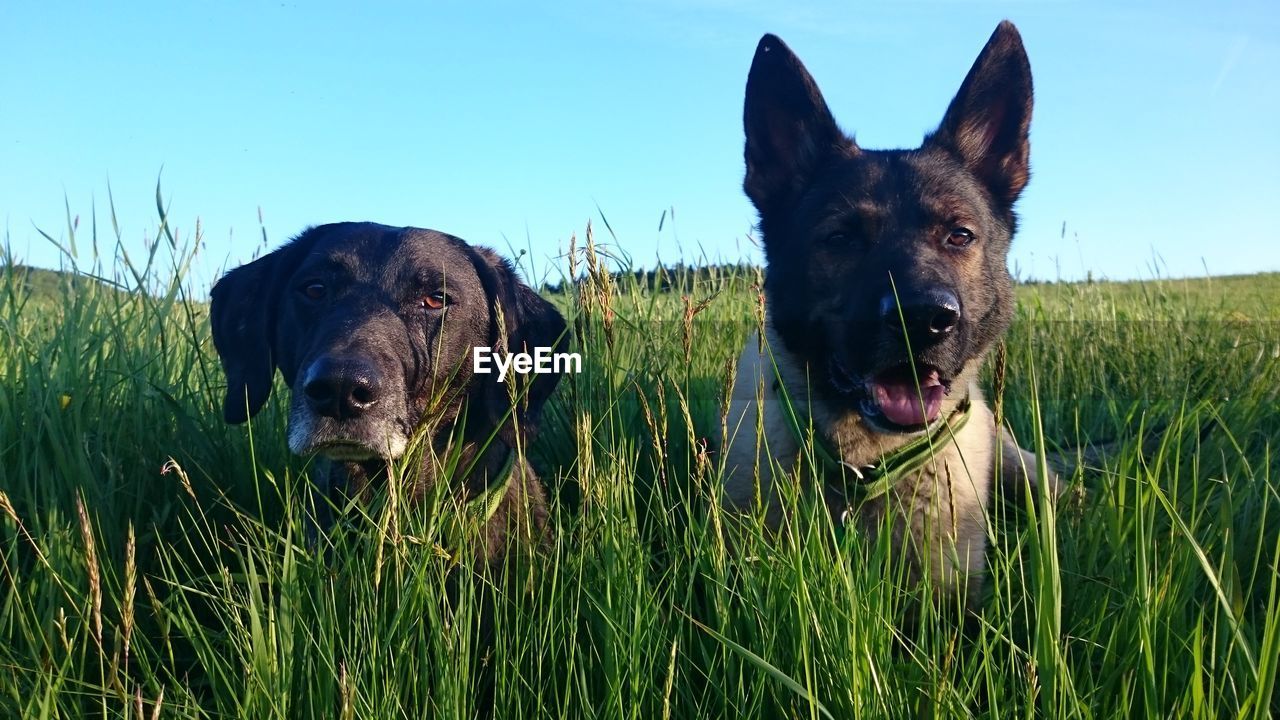 PORTRAIT OF DOG ON GRASS