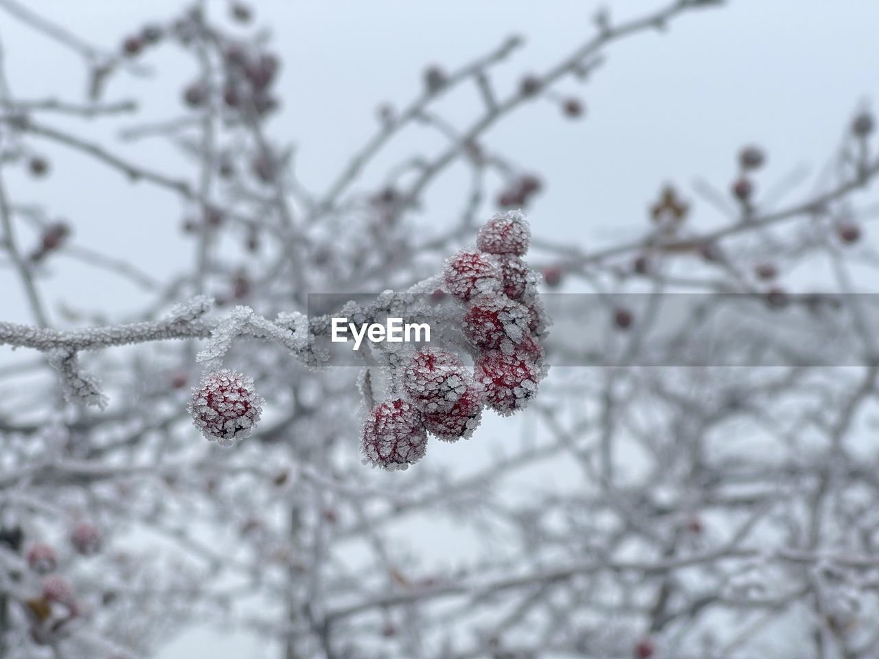 CLOSE-UP OF FROZEN CHERRY BLOSSOM ON TREE