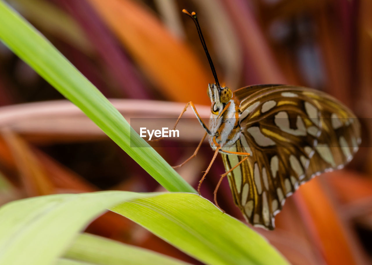 CLOSE-UP OF BUTTERFLY ON PLANT