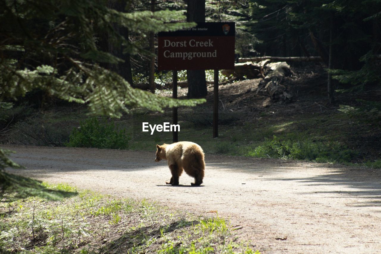 VIEW OF HORSE WALKING ON ROAD SIGN