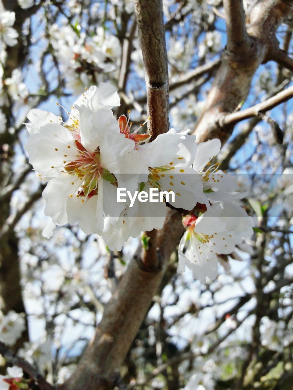 LOW ANGLE VIEW OF WHITE BLOSSOM