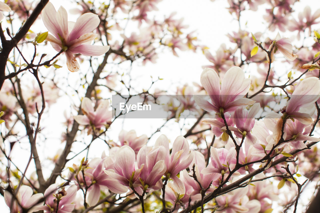 CLOSE-UP OF CHERRY BLOSSOM TREE