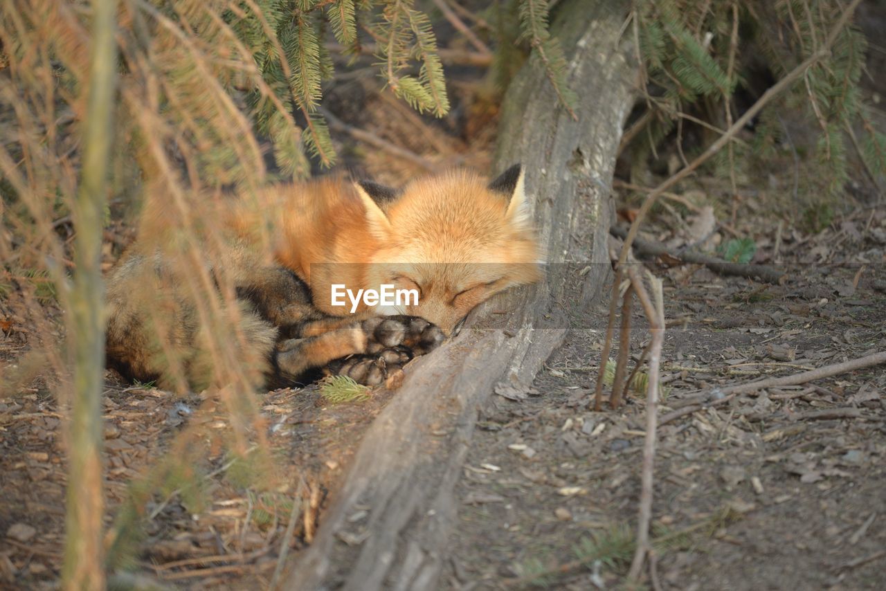 Close-up of sleeping fox