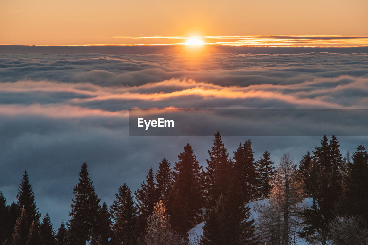 Sea of fog sunset with trees