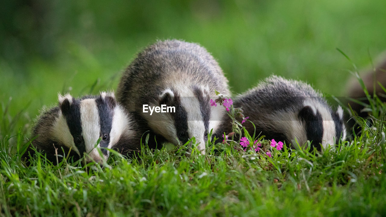 SHEEP RELAXING IN FIELD