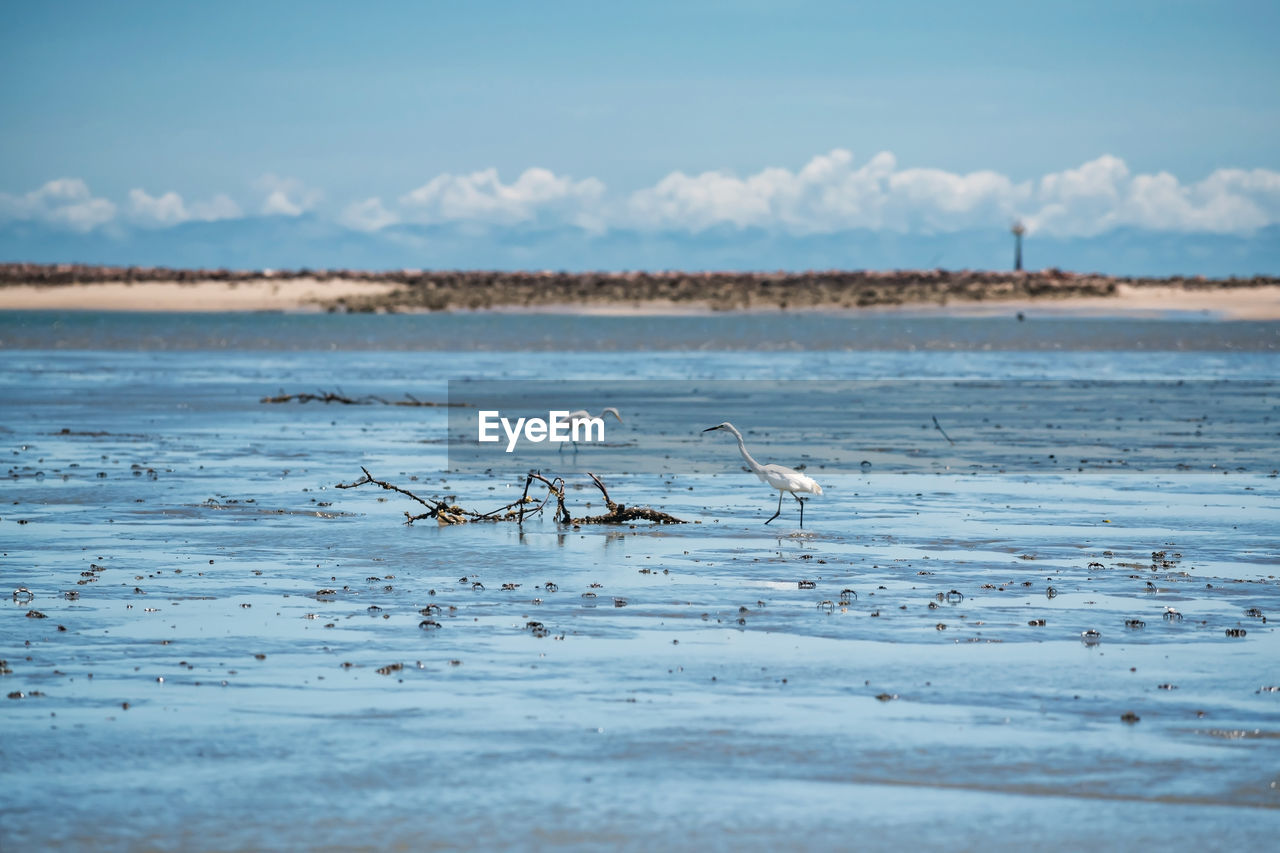 Great egrets look for crab to eat on sea mud during low tide at thale waek of phetchaburi, thailand.