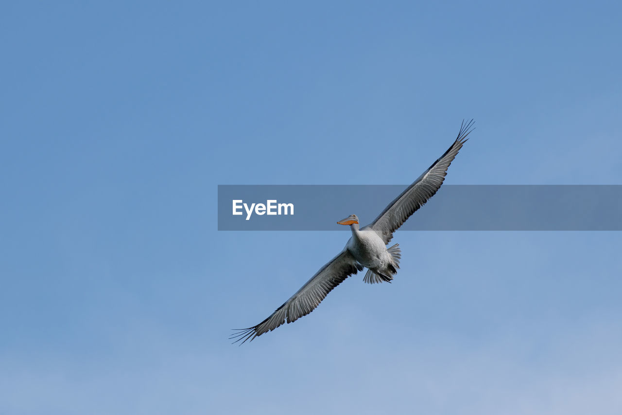 LOW ANGLE VIEW OF SEAGULL FLYING AGAINST CLEAR SKY