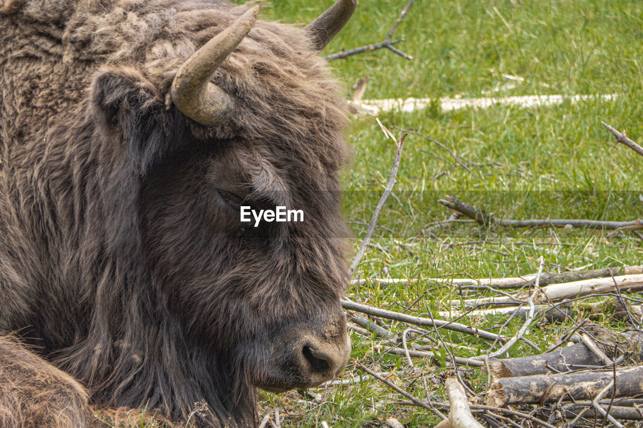 CLOSE-UP OF A HORSE