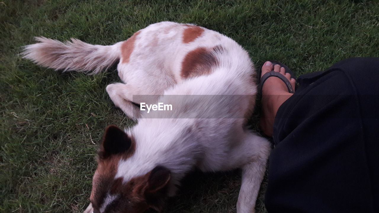 High angle view of dog on field