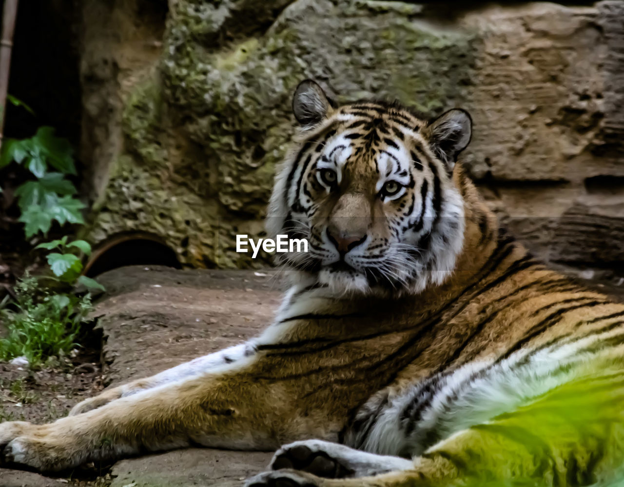 Tiger in a zoo