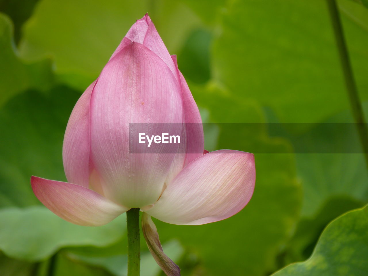 Close-up of pink water lily