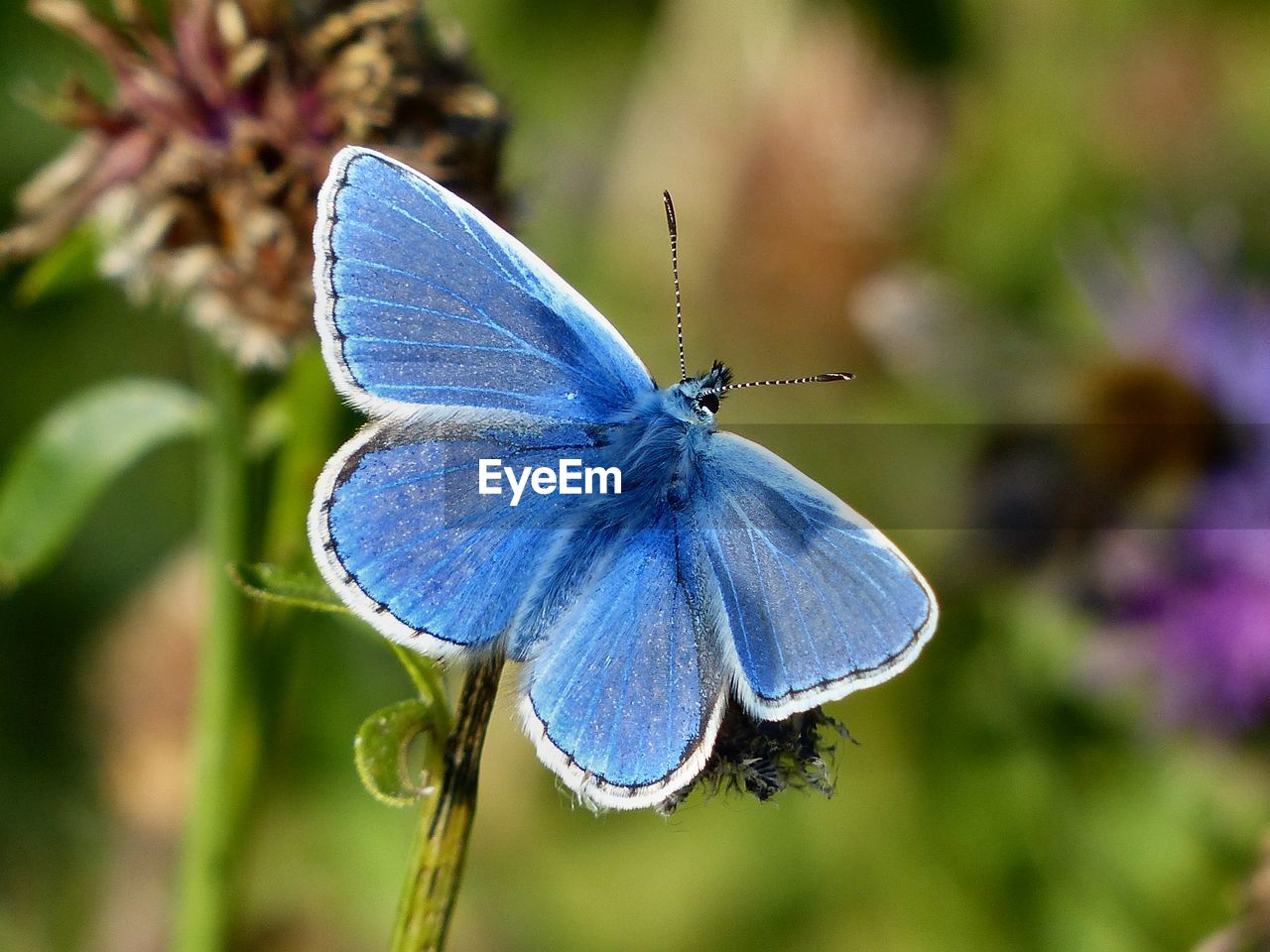 CLOSE-UP OF BUTTERFLY POLLINATING ON LEAF OUTDOORS