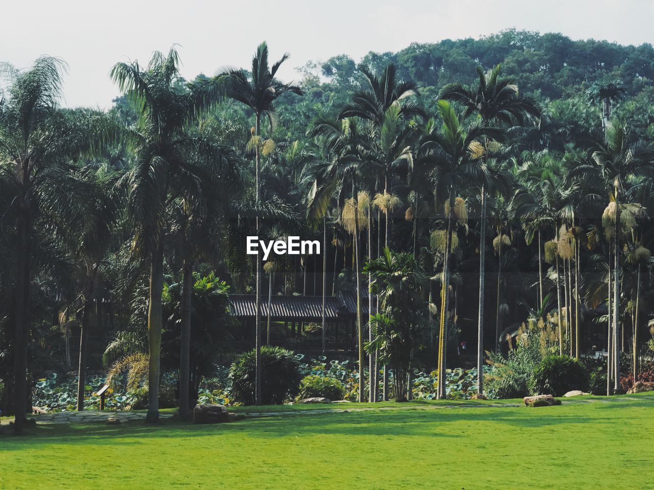 SCENIC VIEW OF TREES ON FIELD