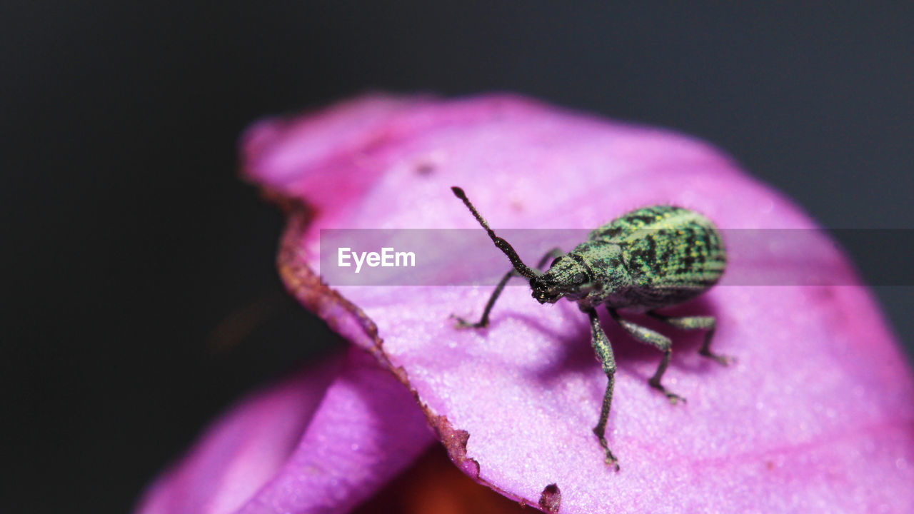 macro photography, close-up, pink, animal themes, insect, animal, one animal, animal wildlife, flower, purple, wildlife, beetle, flowering plant, petal, plant, nature, fragility, freshness, beauty in nature, no people, leaf, plant stem, flower head, selective focus, focus on foreground, outdoors, macro, growth