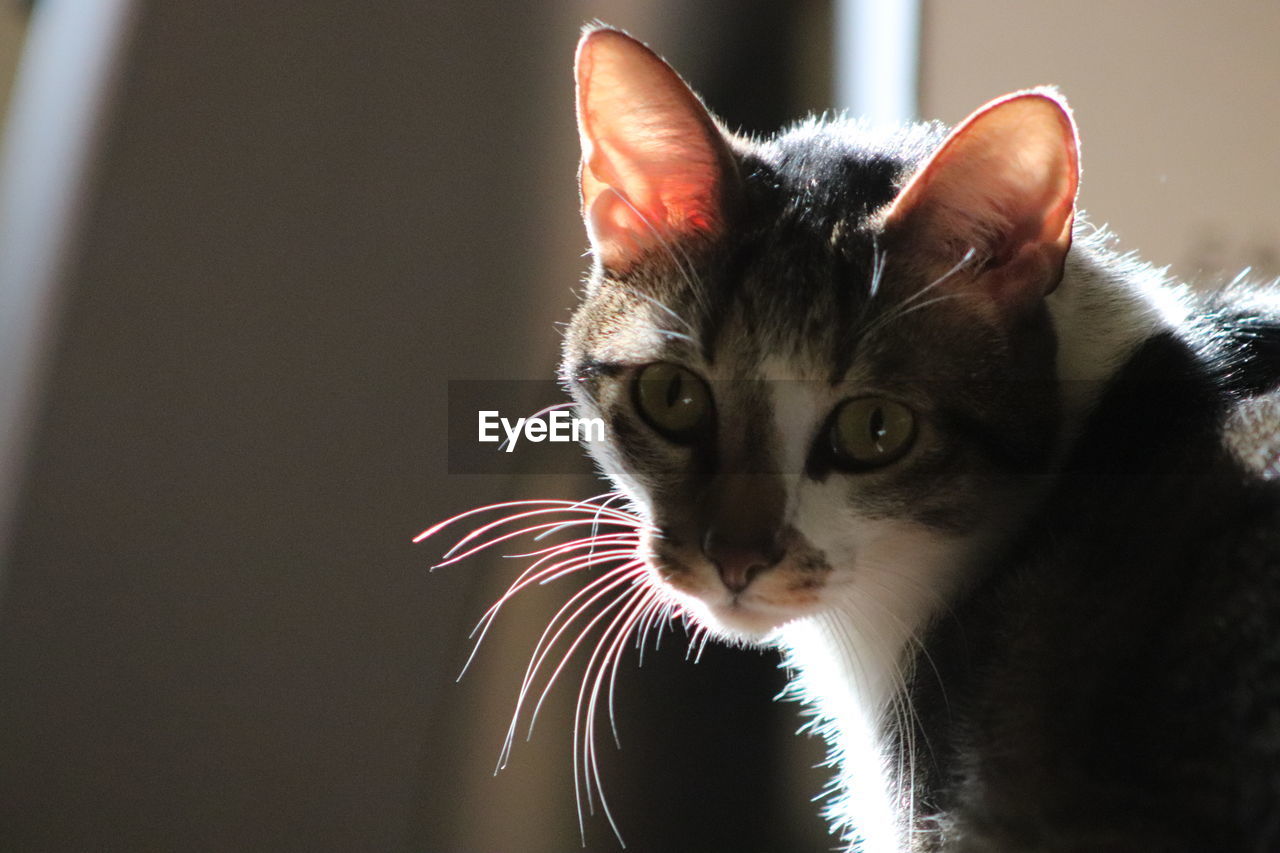 PORTRAIT OF CAT LOOKING AWAY