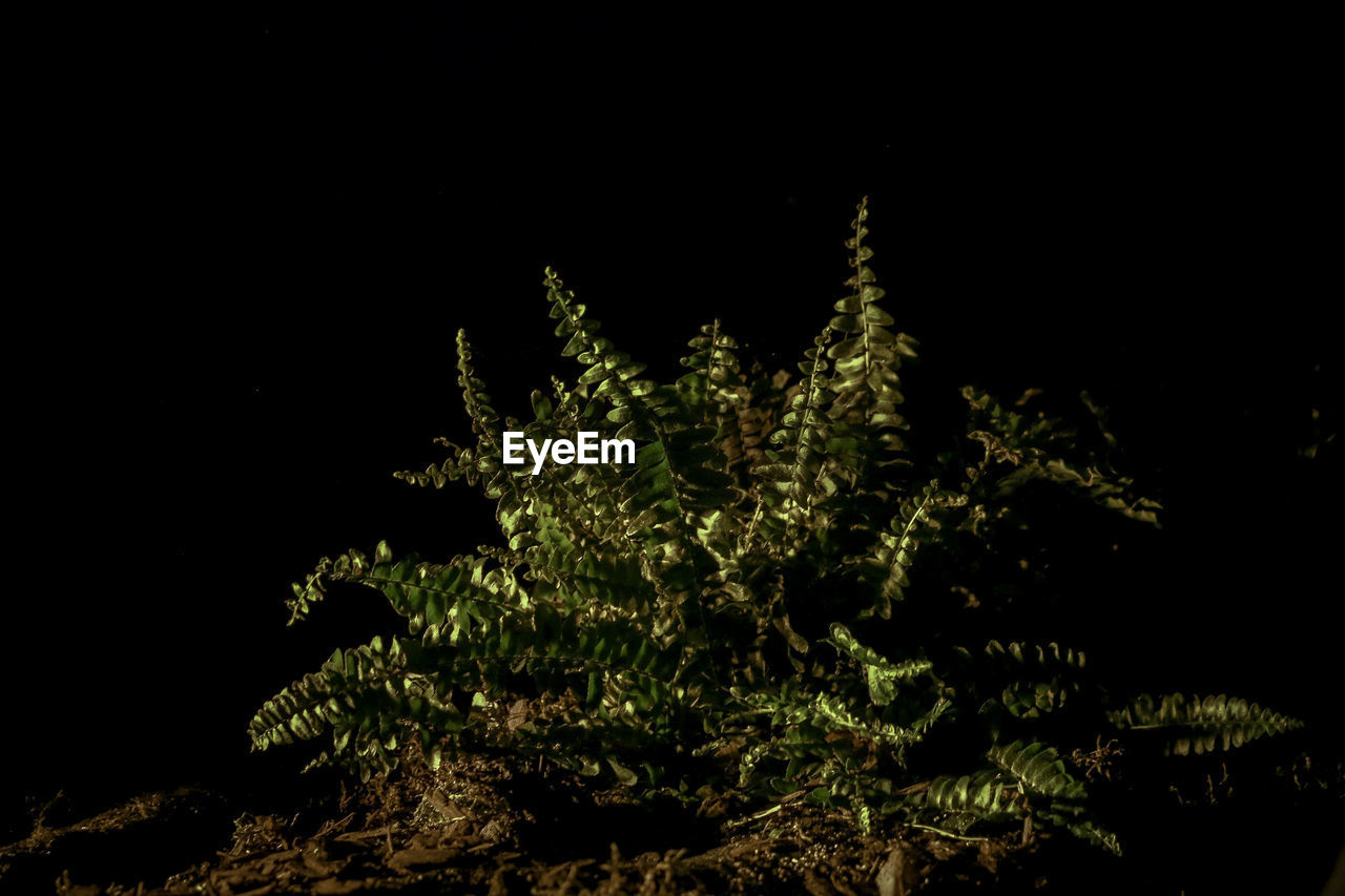 LOW ANGLE VIEW OF PLANTS AGAINST TREES AT NIGHT